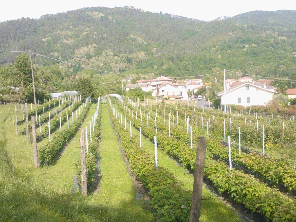 Agriturismo Tenuta Valletti. Sesta Godano Extérieur photo